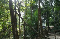 Malaysia, Endau Rompin National Park